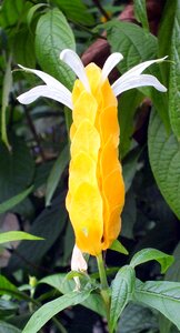 Botanical blooming yellow