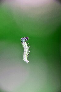 Nature butterfly caterpillar