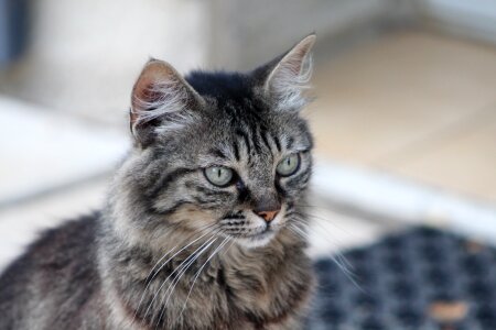 Cat's eye feline international day of the cat photo