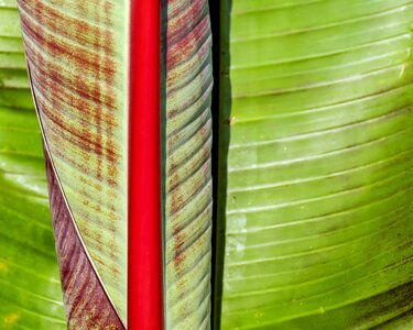 Plant leaf rolled