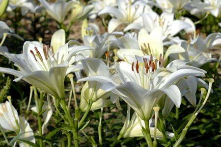 Flower garden white