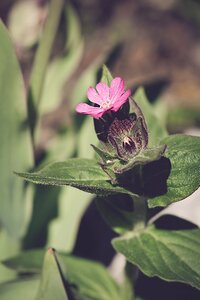 Pink flower pointed flower pink summer