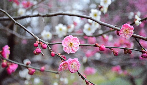 Branch cherry wood tree