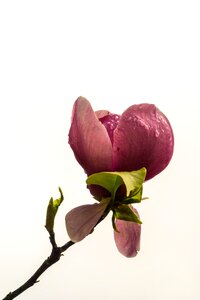 Leaf isolated floral