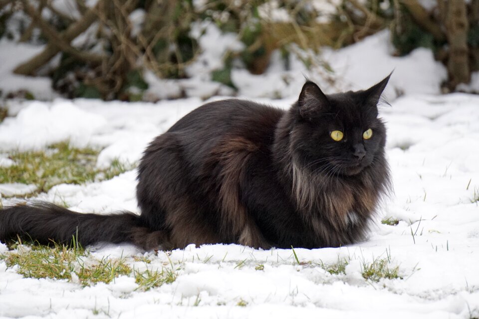 Winter nature animal