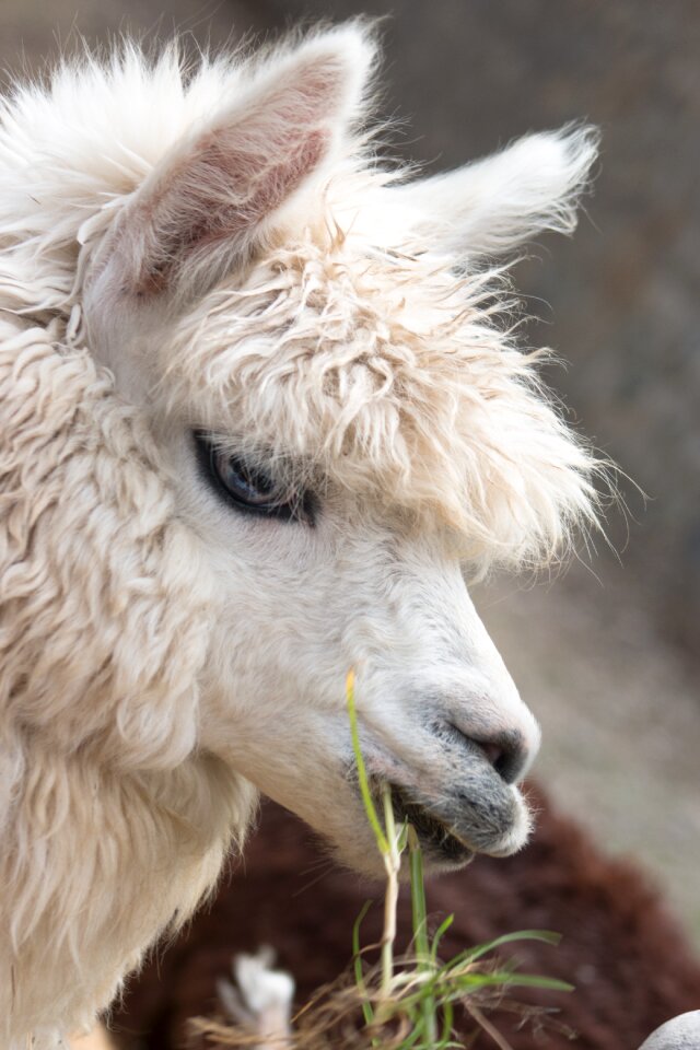 Portrait wild life wild