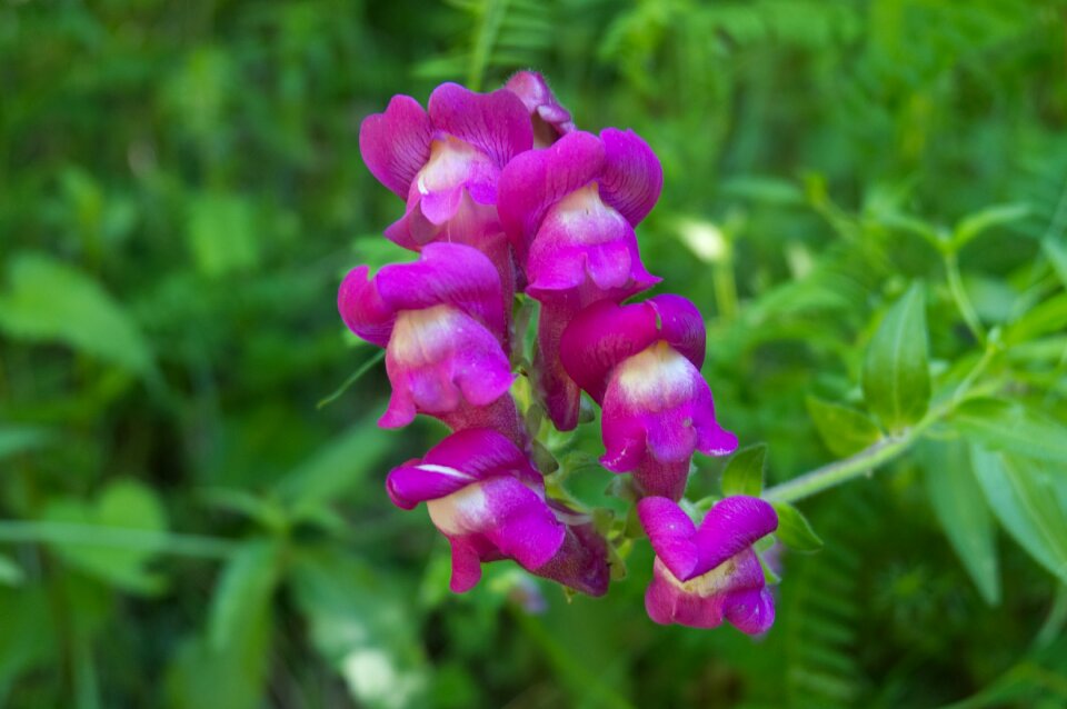 Nature floral spring
