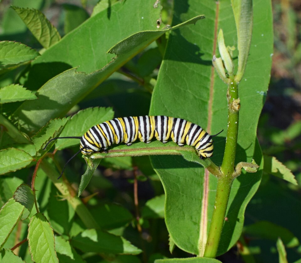 Insect butterfly animal
