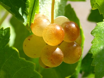 White grape macabeo seasoning photo