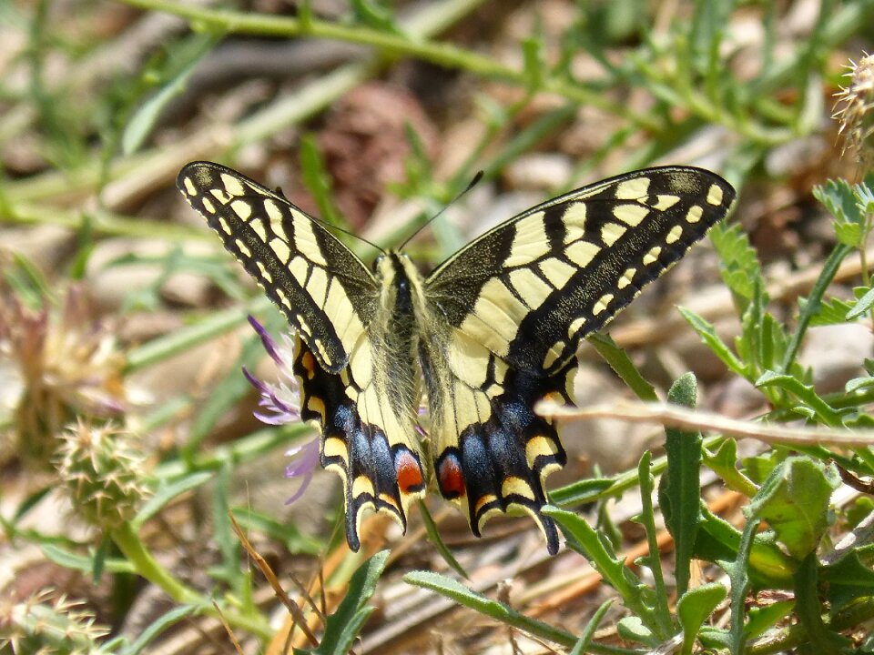 Libar papilio machaon beauty