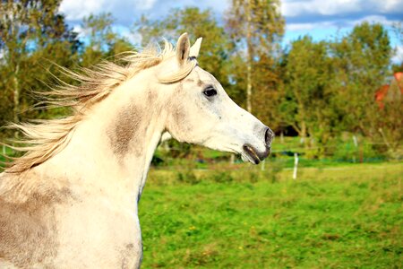 Arabs thoroughbred arabian pasture photo