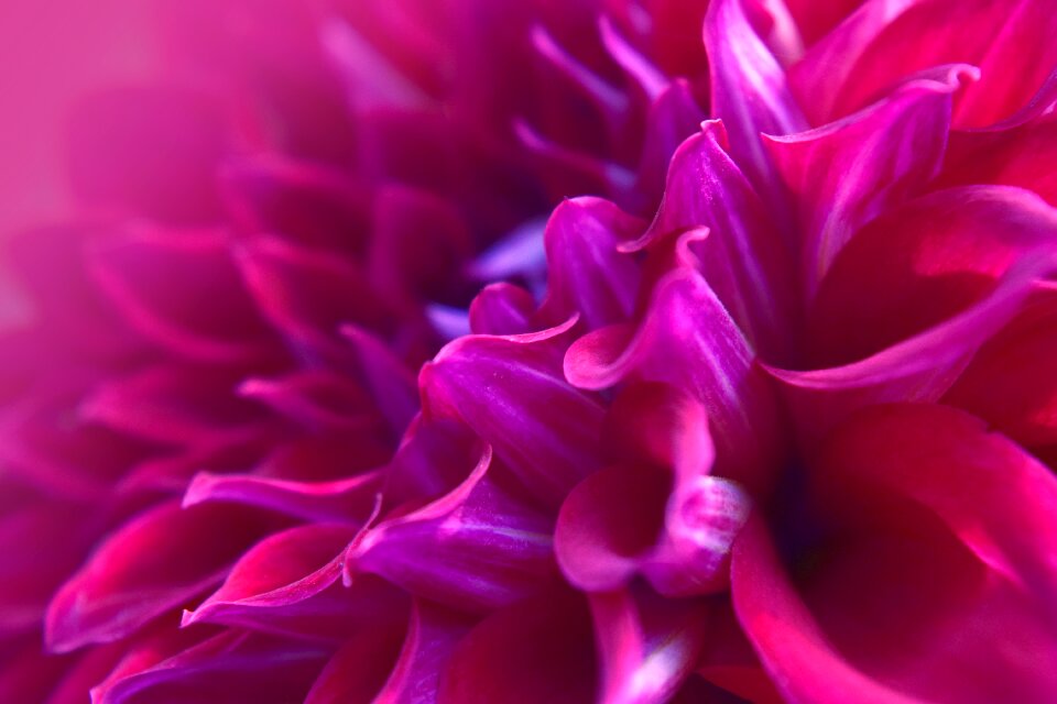 Beautiful flora petals
