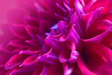 Beautiful flora petals