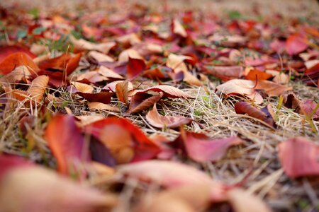 Late autumn leaves backyard