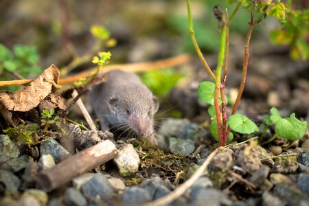 Rodent nature sweet