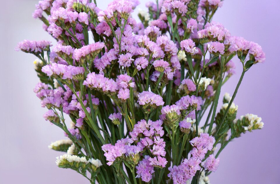 Purple flowers flowers salem Free photos
