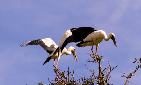 Nature stork animal