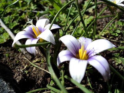 Petal freshness flowering