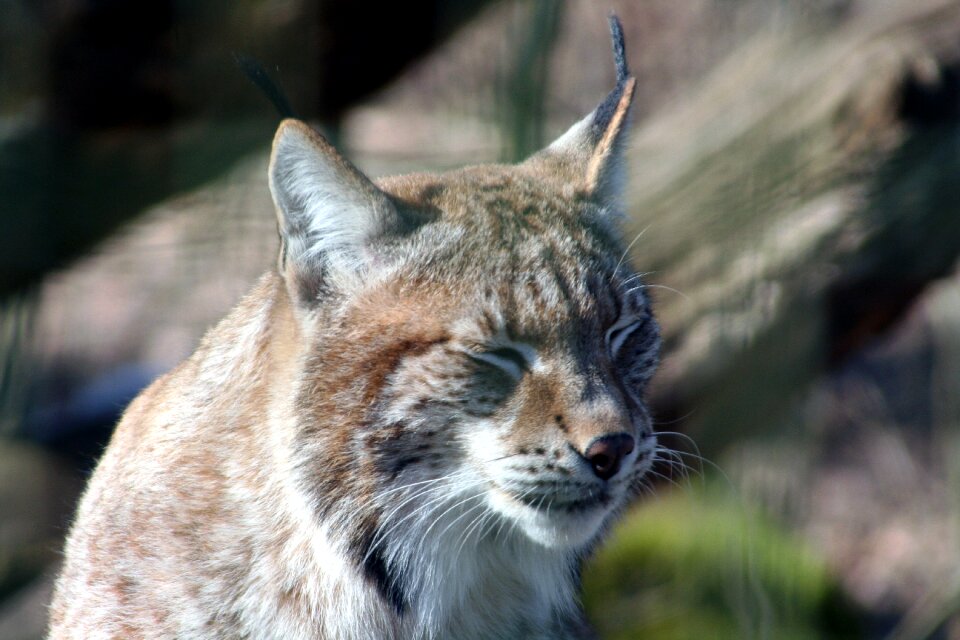 Animal fauna mammal