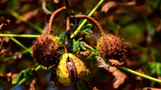 Fruits prickly tree photo