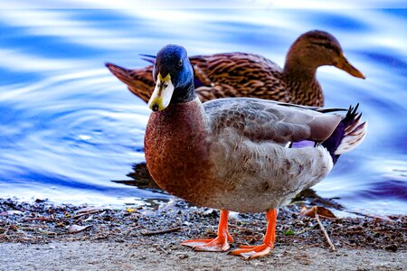 Bird wild natural