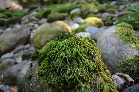 Water forest stream photo