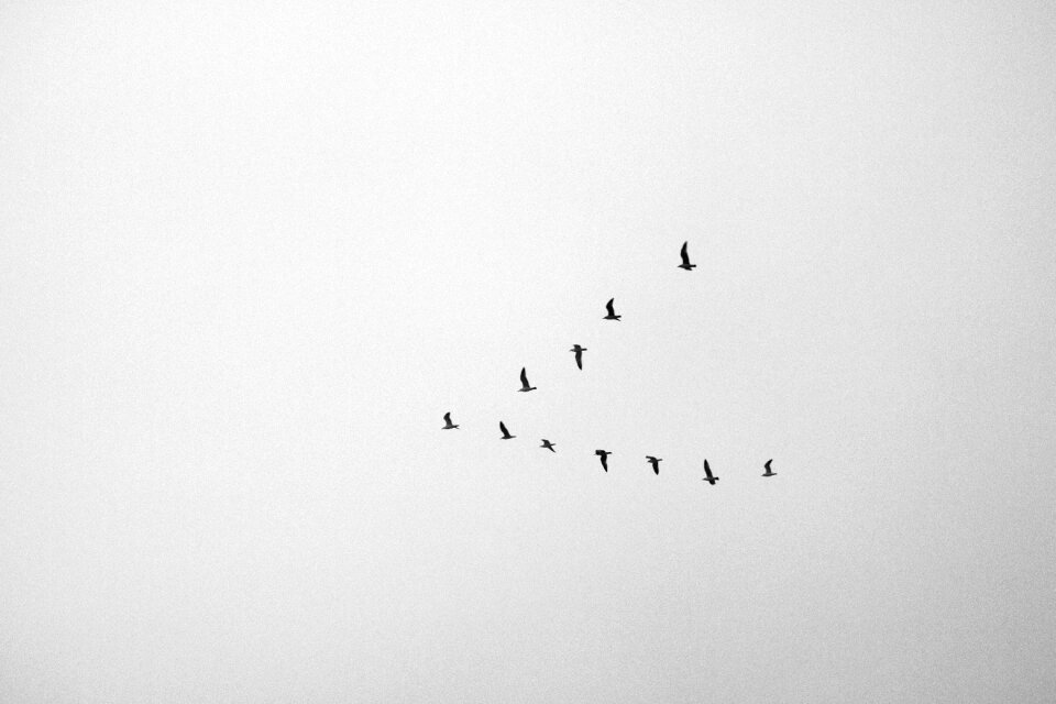 Animal flying sky