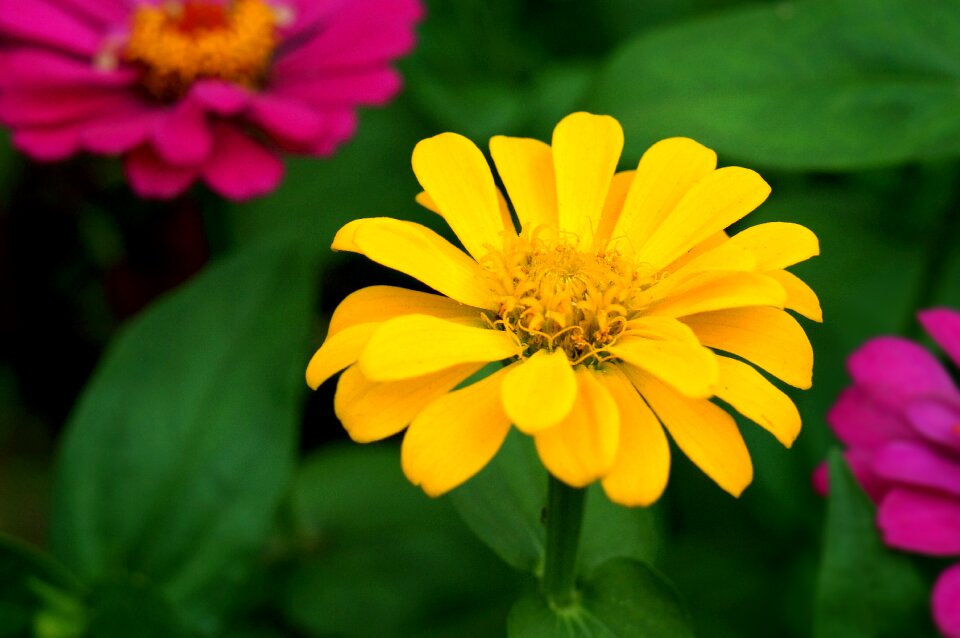 Chrysanthemum yellow flowers spring