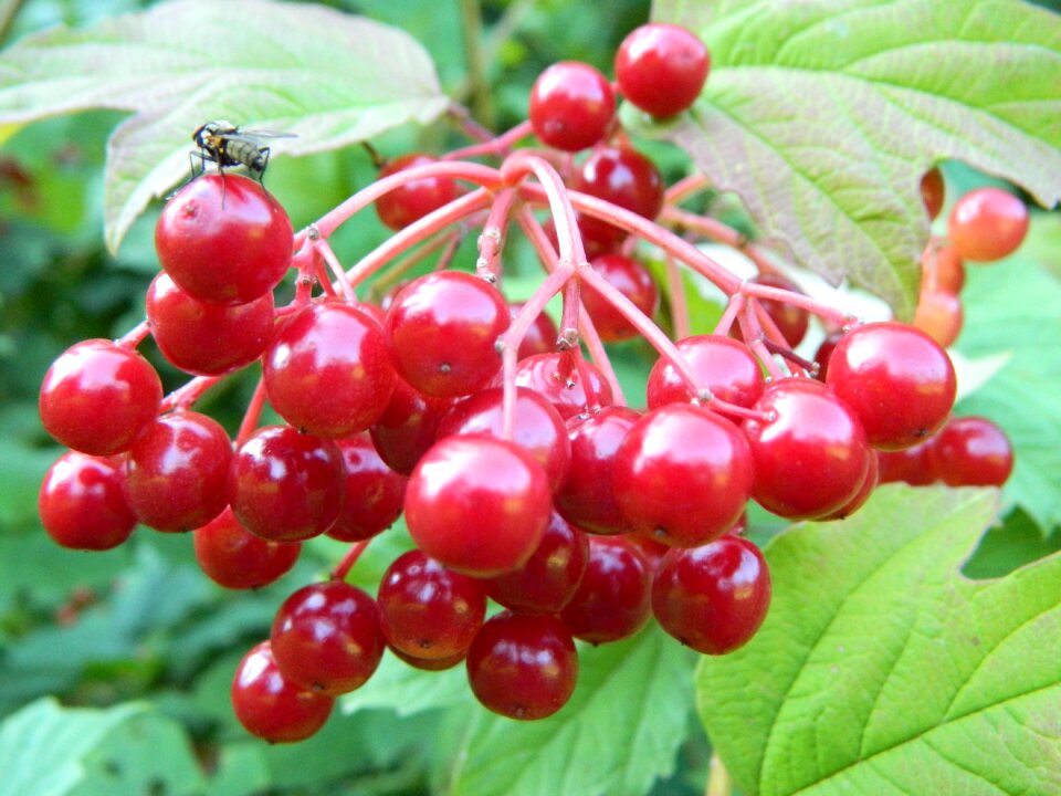 Nature green shrub