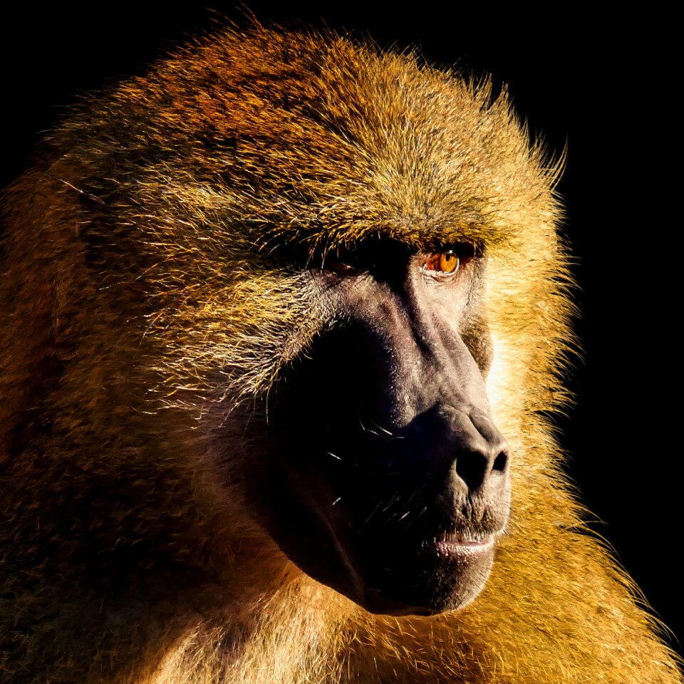 Baboon shinxpavian portrait
