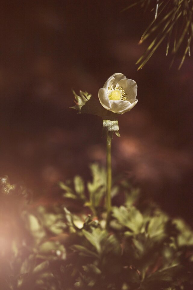 Flower garden spring spring flower