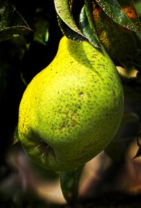 Pome fruit fruit growing garden