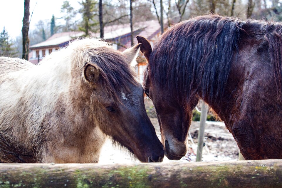 Horse nature smooch