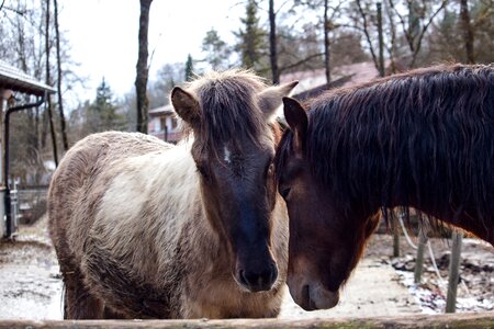 Horse nature smooch
