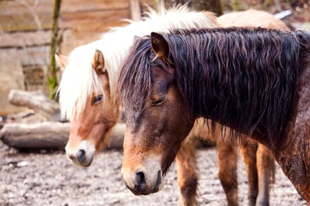 Horse nature cute