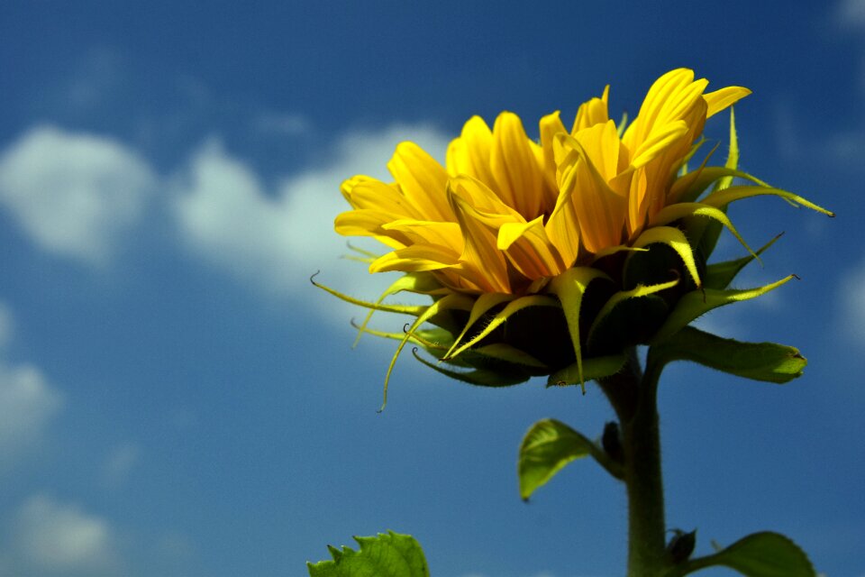 Yellow summer flower