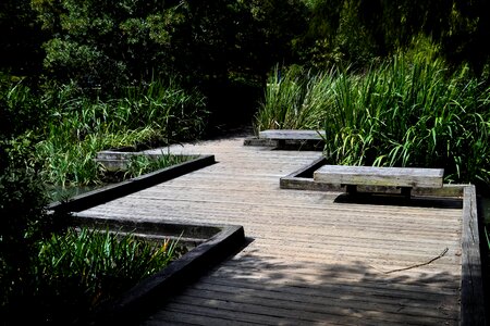 Elevated path outdoor nature photo
