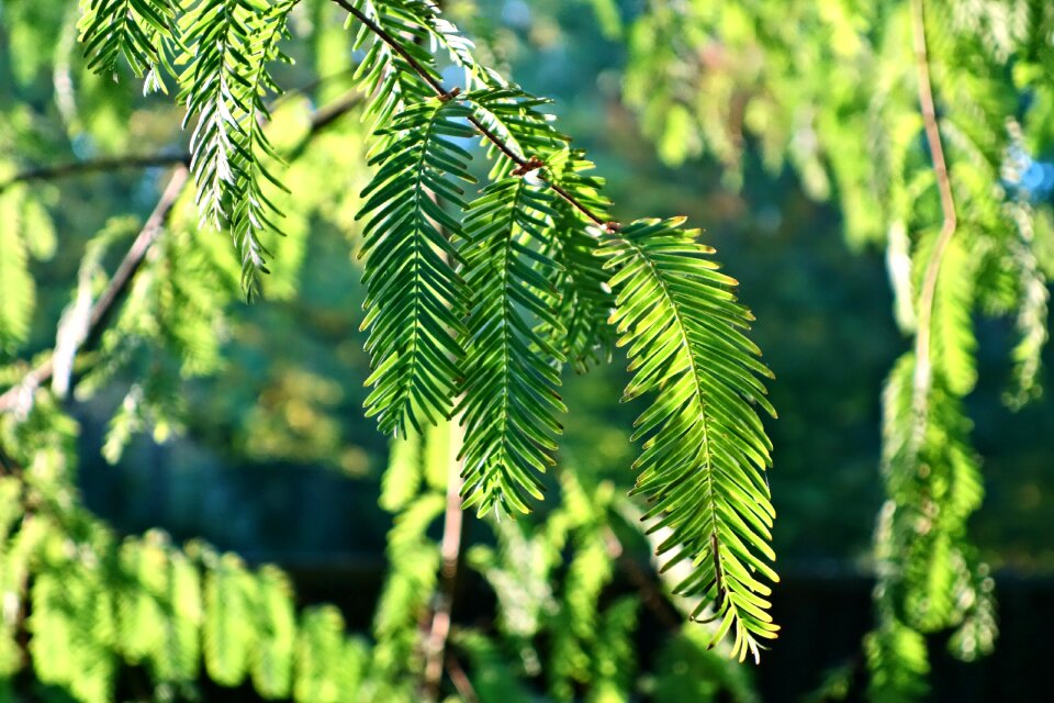 Conifer evergreen sunlight