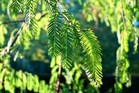 Conifer evergreen sunlight photo