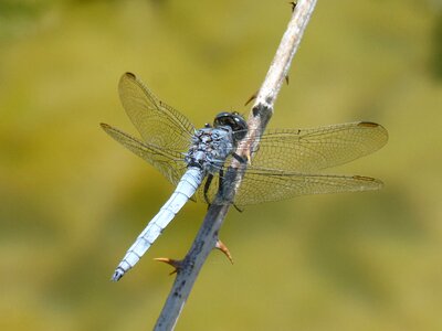 Pond orthetrum coerulescens wetland