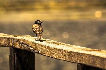 Bird nature waterfowl