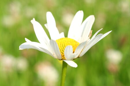 Summer grass daisy photo