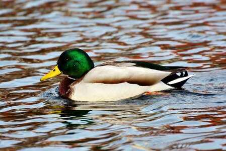 Bird poultry animal photo