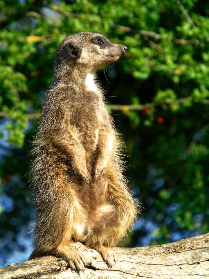 Animal meerkat wild
