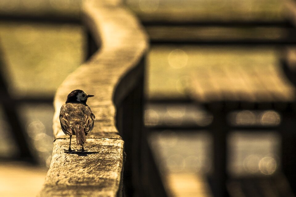 Bird nature waterfowl