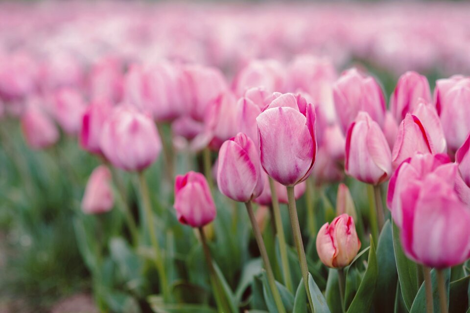 Tulip garden pink nature