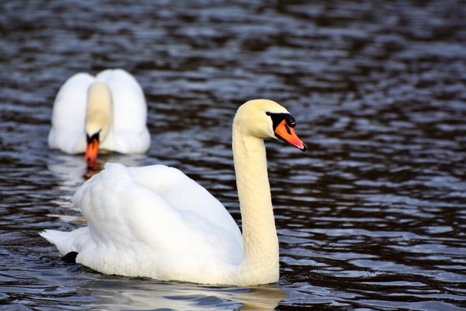 Pride waterfowl bird