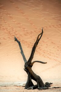 Namibia sossusvlei tree photo