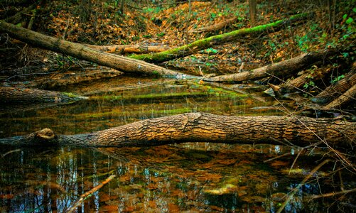 Tree trunk nature photo