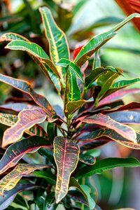 Croton shrub nursery variegated leaves